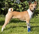 Basenji KSM Muenster 2014 (1157)